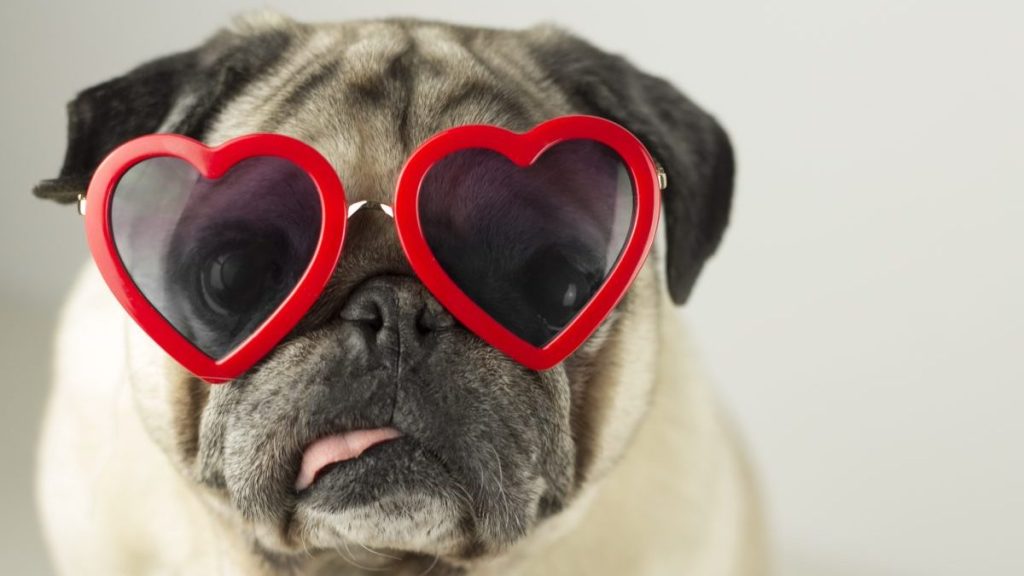 Silly Pug wearing heart-shaped sunglasses for Valentine's Day.