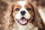 Close-up photo of a Cavalier King Charles Spaniel, a breed good for novice dog owners.