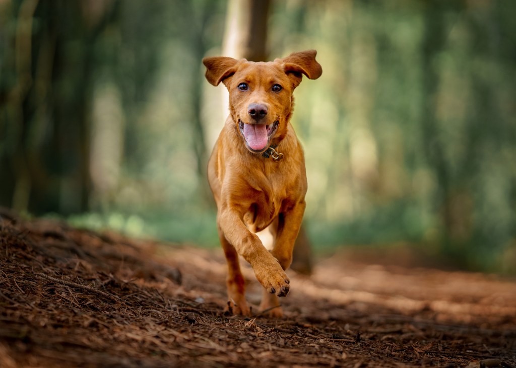 Happy dog with good general health running on a trail