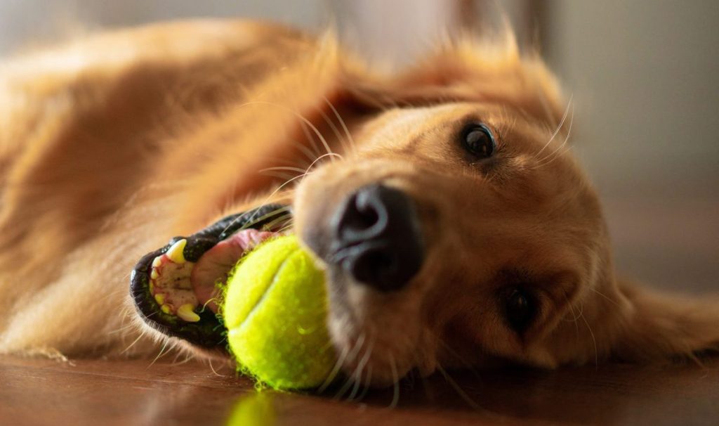 Adorable golden retriever playing fetch at home