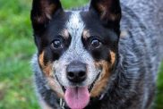 Close-up portrait of Australian Cattle Dog, a breed known for good general health.