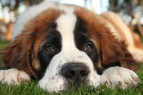 Adorable Saint Bernard Purebred Puppy, one of the top breed with the shortest lifespans