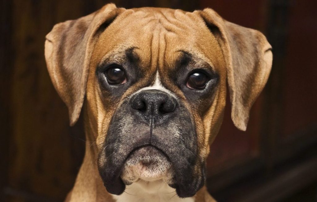 A closeup photo of a Boxer, a breed with high intensity.