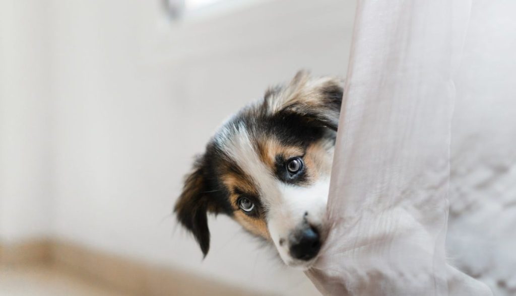 dog with social anxiety hiding behind a curtain peeking out