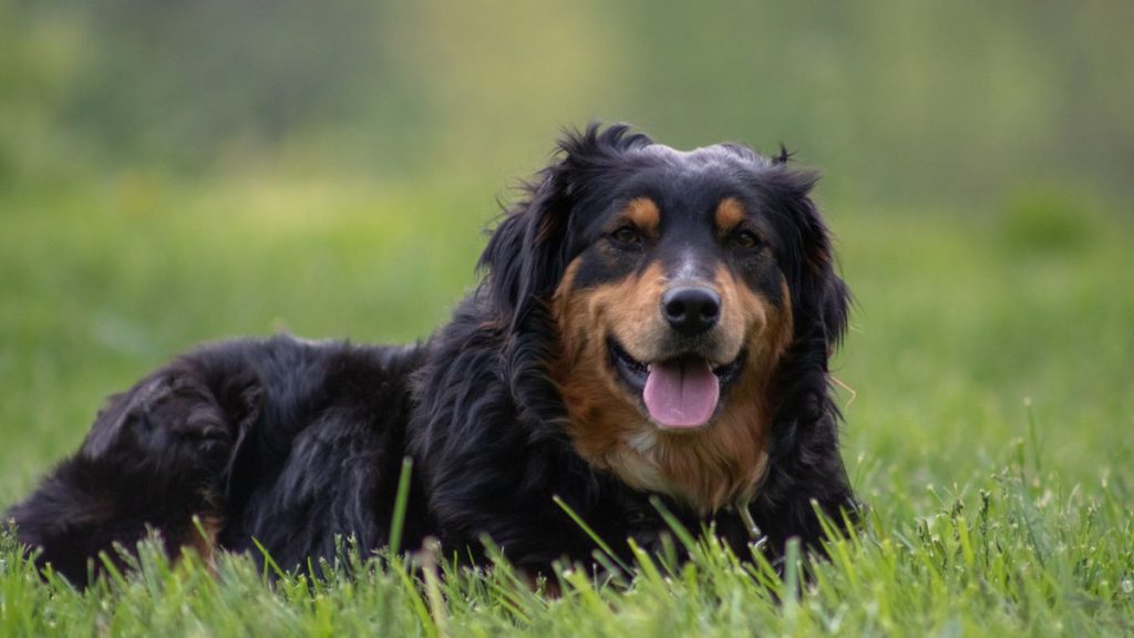 A Shallow focus shot of a Hovawart dog laying down on the grass at the garden and looking at the camera