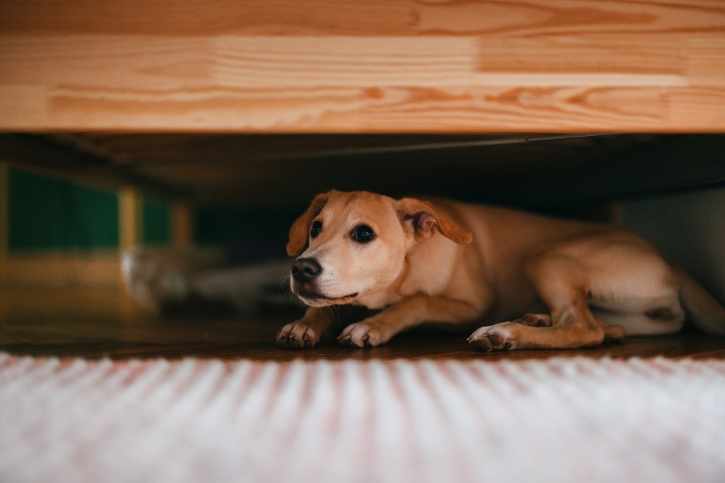 Terrified old dog lying on the floor below bed, anxious and scared.