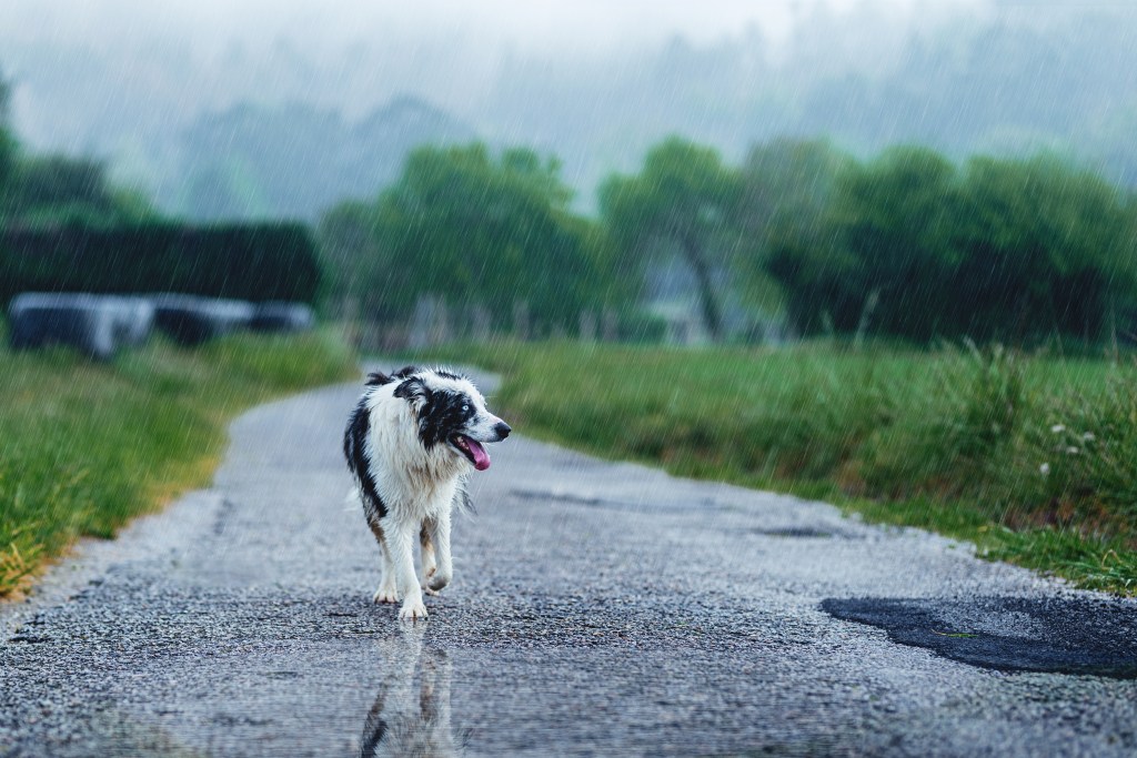 An abandoned, lost, missing dog, potentially suffering from lost dog syndrome.