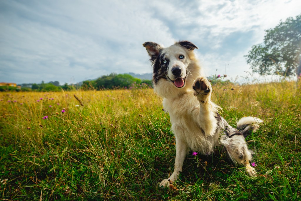 A Border Collie, a top psychiatric service dog breed, with blue eyes looking at the camera and giving the paw.