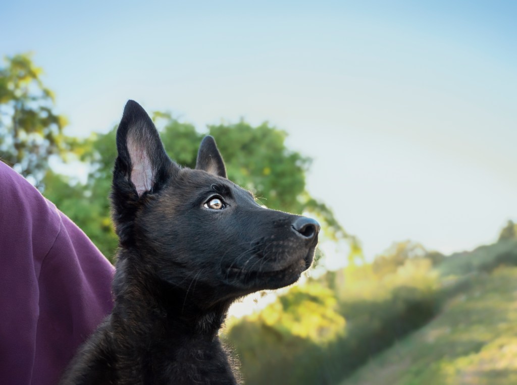 A Dutch Shepherd puppy.