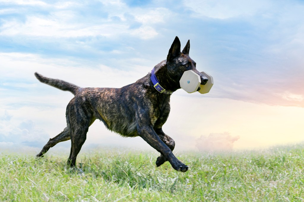 A young Dutch Shepherd playing.