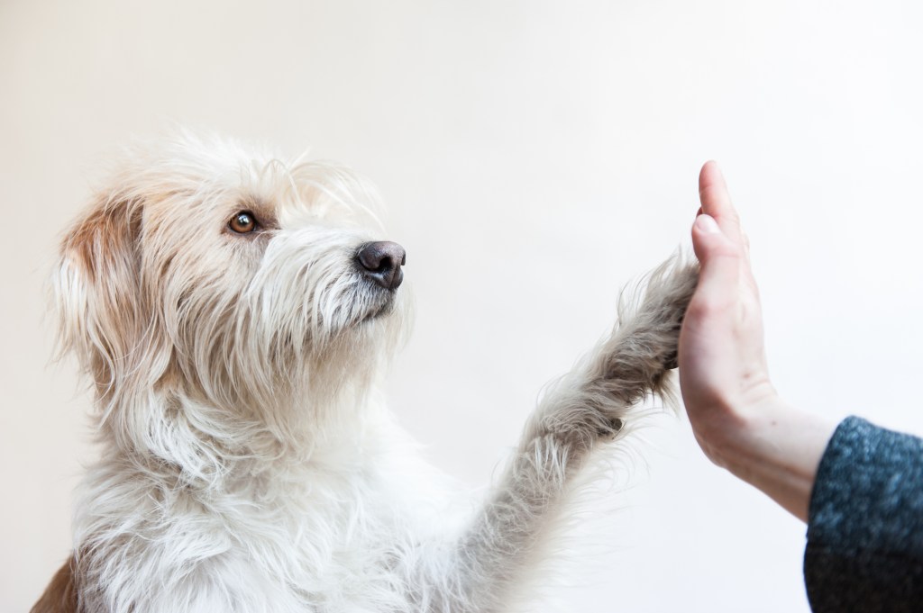 Friendly dog high-fiving with a person.