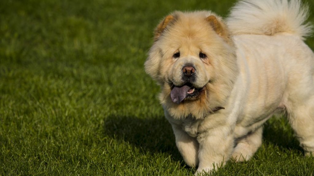 A Chow Chow walking on a green field with tongue sticking out. two Mumbai dog groomers were arrested on counts of animal cruelty