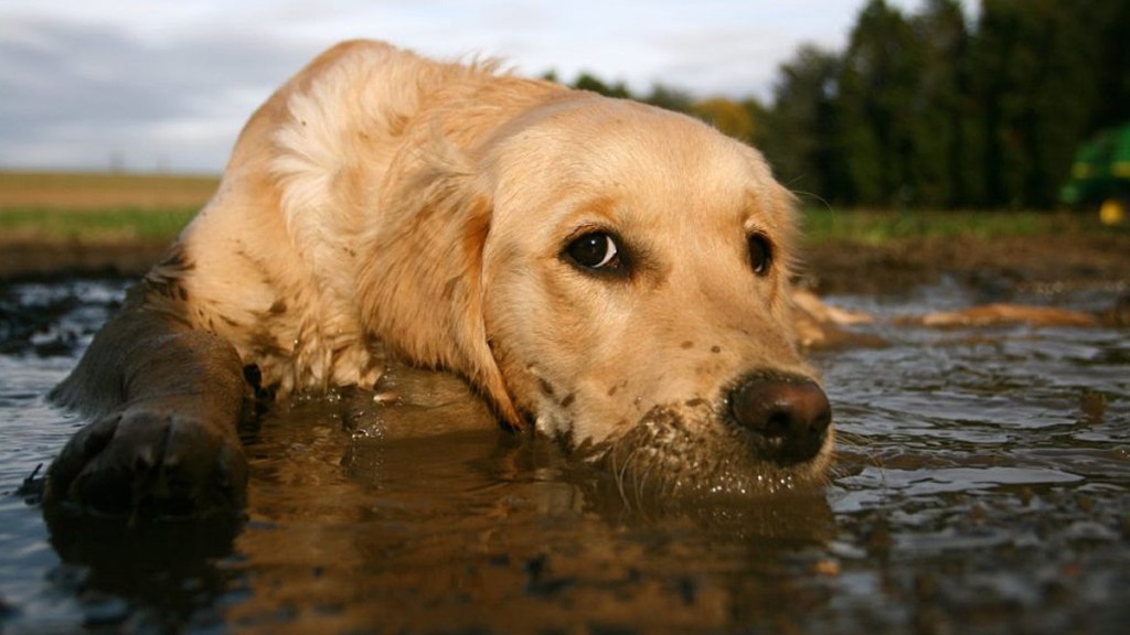 Golden Retriever