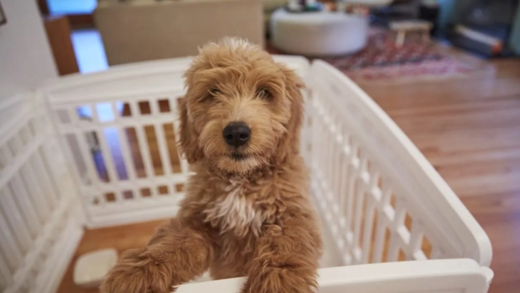 Harry Potter enthusiast names dog “Dobby.”