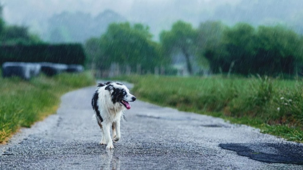 An abandoned dog in the rain, the Hawaii county resolution that seeks stricter penalties for negligent dog owners.