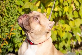 An American XL Bully dog, like the one banned from many groomers in Britain now.