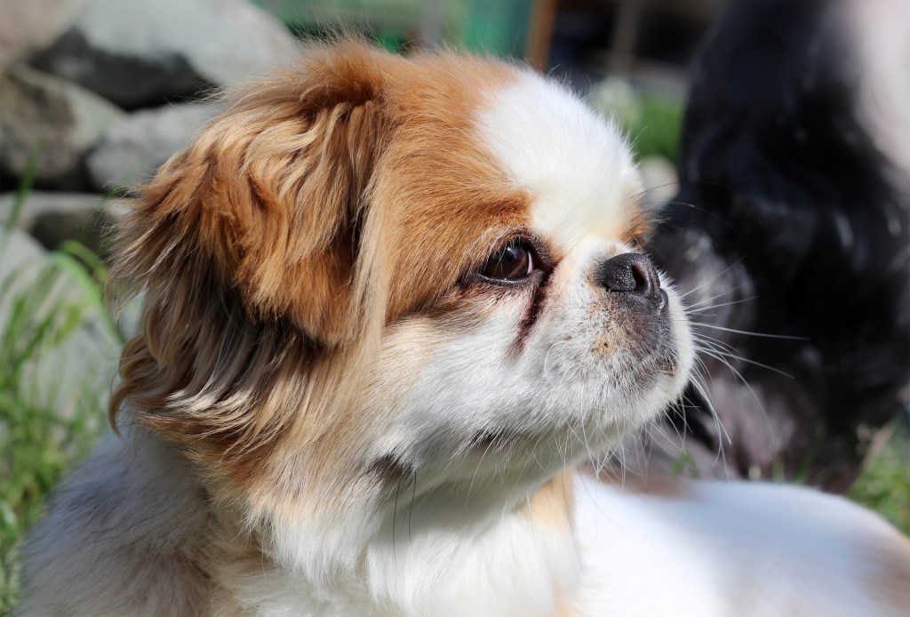 Portrait of a beautiful Pekingese puppy in nature.