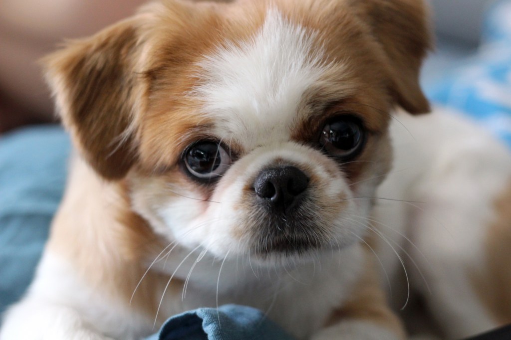 Cute Pekingese — one of the calmest dog breeds.