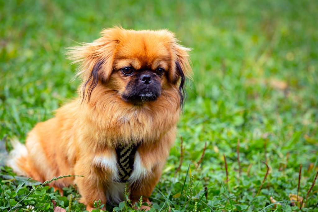 Pekingese portrait of a happy dog ​​lying in the grass on a summer walk.