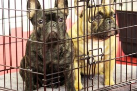 Two dogs in a cage.