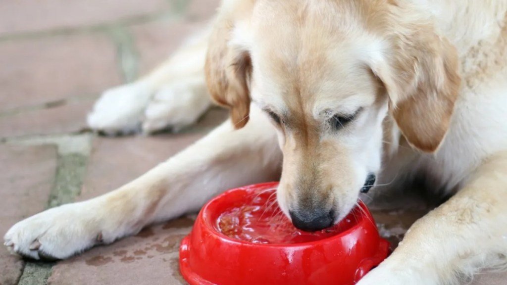 A dog drinking water from a red bowl outdoors, authorities arrested a South Dakota man for beating and poisoning dogs