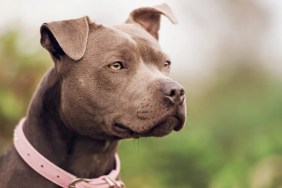 Close-up of Pit Bull Terrier looking away. Man mauled to death by his own Pit Bulls.