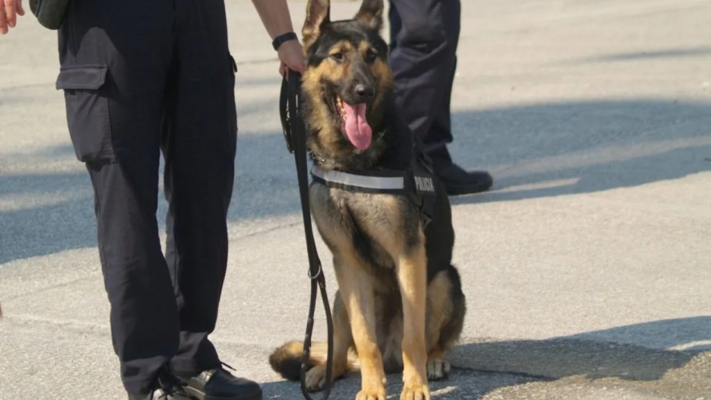 NYPD dogs electronic devices