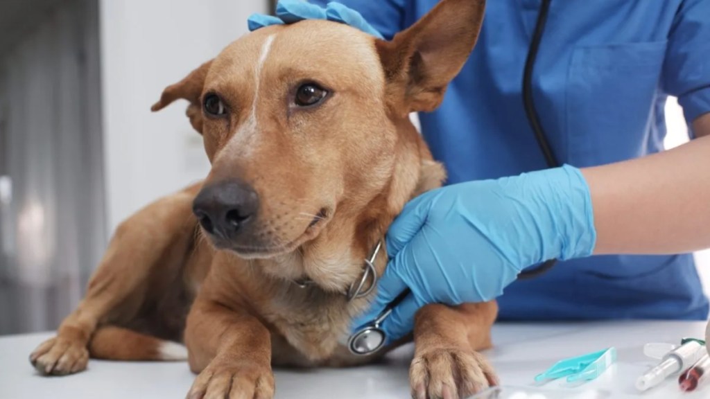 A veterinarian checking a dog at the vet clinic. a new Parvo treatment for dogs has been found