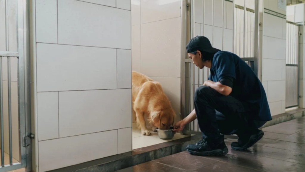 A dog being fed in a boarding kennel, new Pennsylvania laws are putting financial strain on dog kennels.