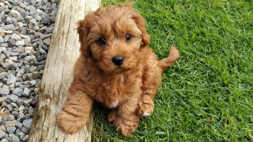 A little Cavapoo on grass, like Sweetpea whose death has devastated Puppy Bowl fans.