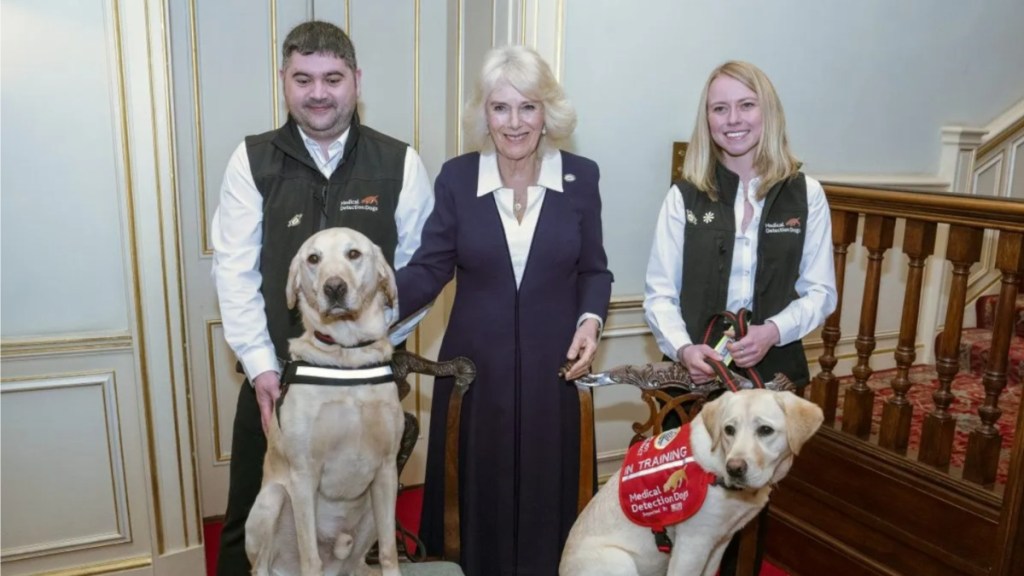 Queen Camilla with Medical Detection Dogs.