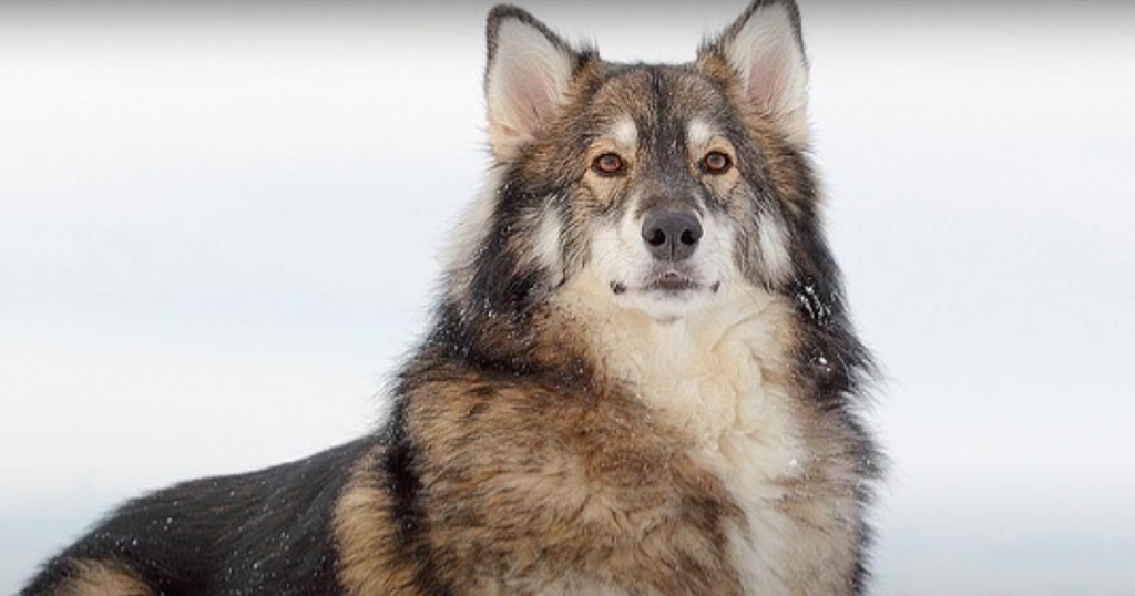 Serene looking Utonagan dog staring into the distance in the snow.