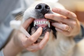 Opening dog's mouth for teeth cleaning.