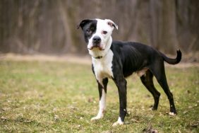 An emaciated Pit Bull Mix standing outdoors, like the shelter Pit Bull dog recently rescued