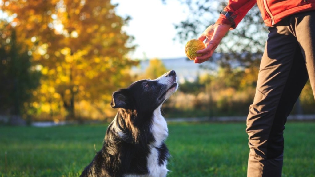 Pet owner playing with his Border Collie at a dog park.