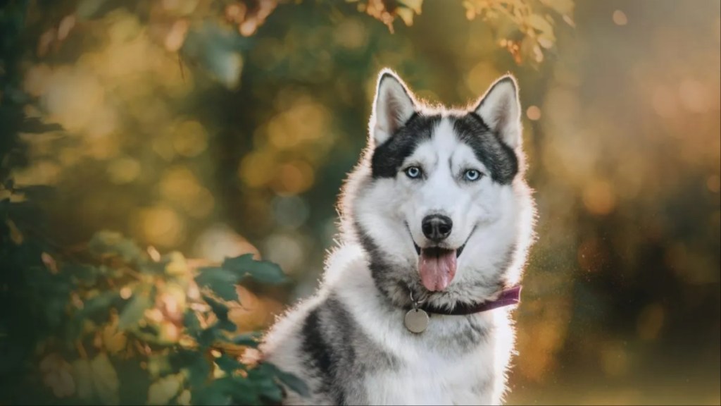 Siberian Husky dog posing outdoors.