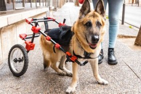 Disabled Dog Gets Wheelchair Zoomies in Viral TikTok Video