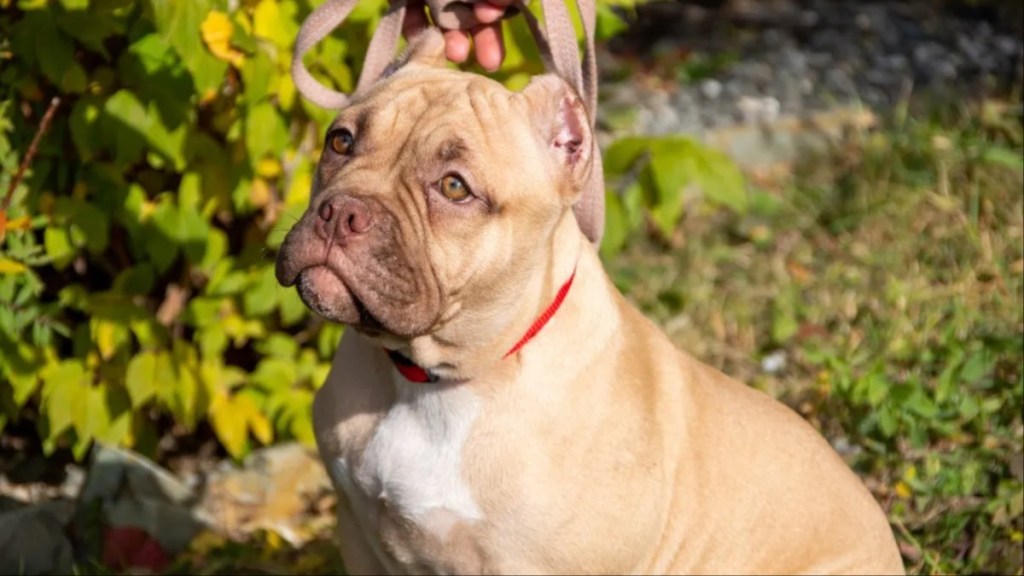 A leashed XL Bully standing next to tree with green foliage, over 30,000 XL Bully dog owners have a certificate of exemption