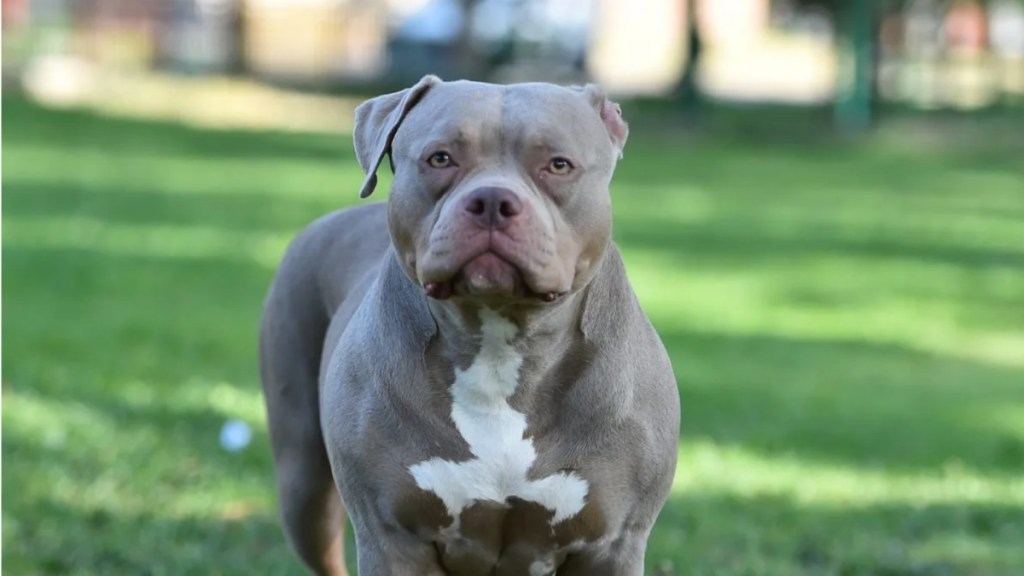 An American Bully dog standing in a field with grass, an abandoned dog with bite marks found in Preston, U.K.