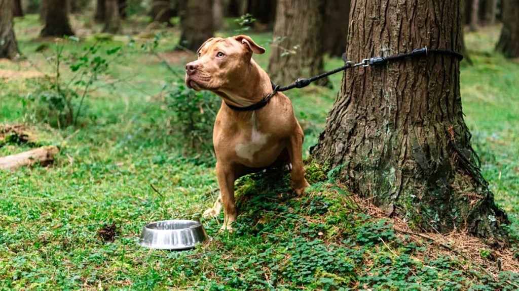 chained dog