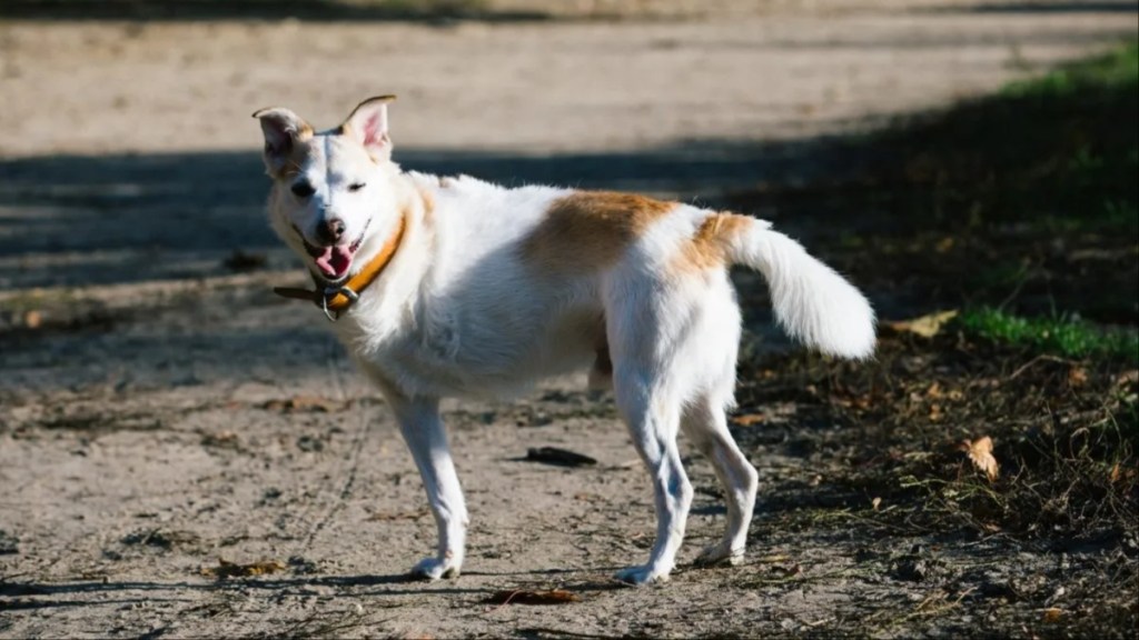 A fluffy three-legged stray dog standing near a road with mouth open, a Colorado stray dog underwent leg amputation because it was severely infected and beyond repair