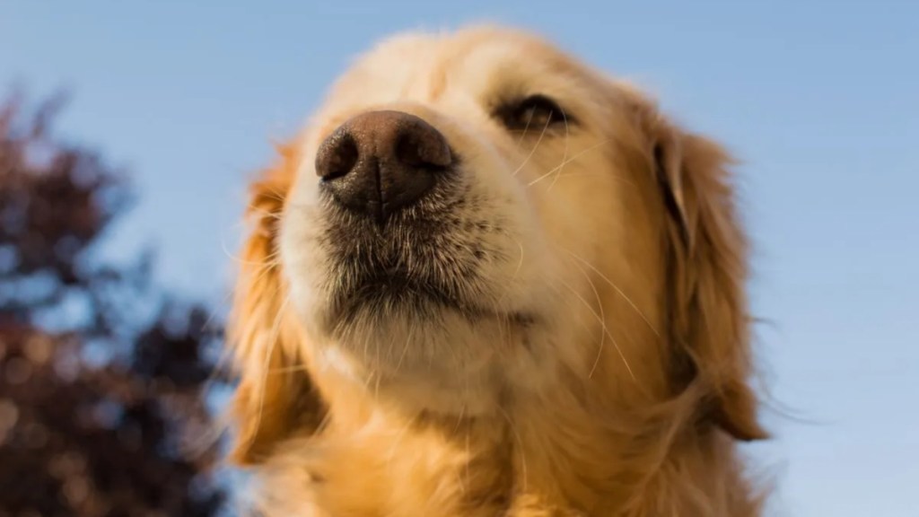 A Golden Retriever sniffing the air.