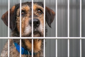 A sad-looking dog behind bars at an animal shelter, like the dog returned to shelter just a day after adoption