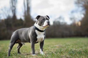 Staffordshire Terrier standing on field.