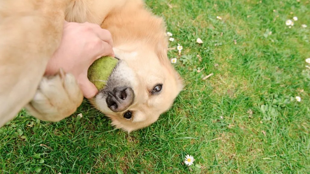 indestructible dog toys