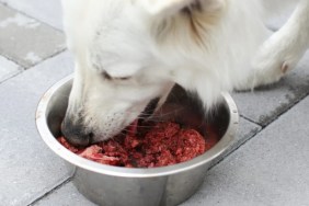 A white dog eating raw meat from the bowl, a Houston-based vet has warned dog owners against feeding their pets raw meat dog diet