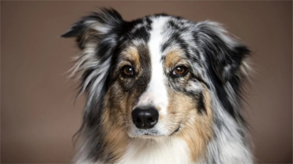 Australian Shepherd dog, similar to the dog who got shot by a real estate agent in Iowa.