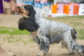 Woman petting a Cocker Spaniel's chin at an event, a Cocker Spaniel rescue won the Crufts 2024 Best of Breed title