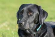 Close up portrait of a black Labrador.
