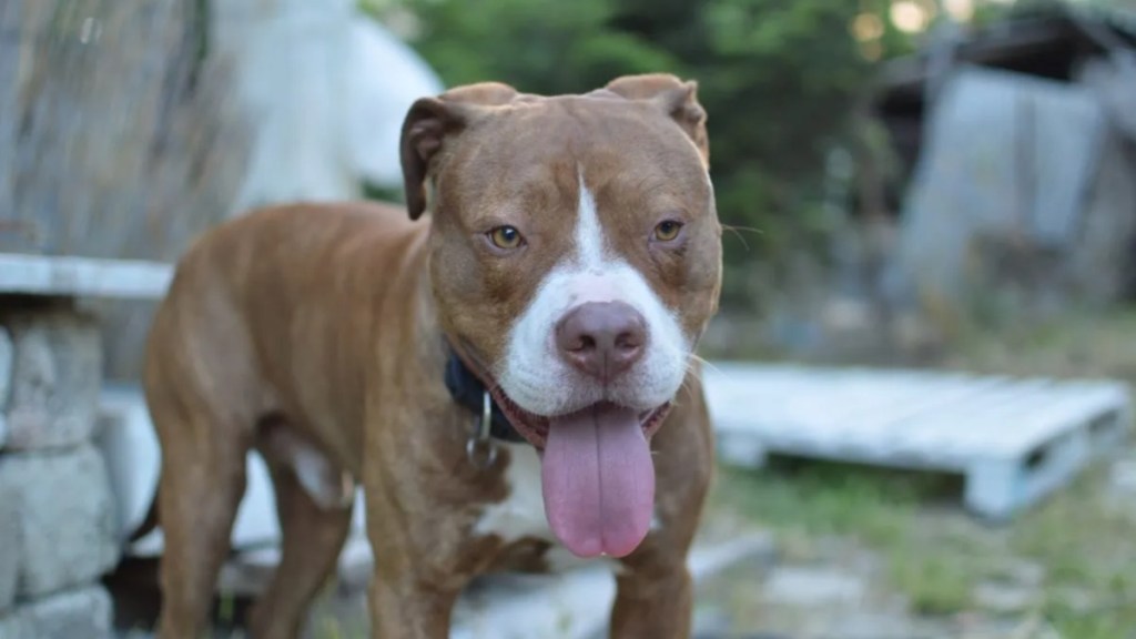 A Pit Bull standing with tongue out, a Pit Bull Mastiff mix dog was set on fire in Phoenix, Arizona